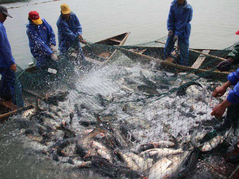 水產養殖水質亞硝酸鹽高怎么解決 水產養殖水質亞硝酸鹽高怎么解決